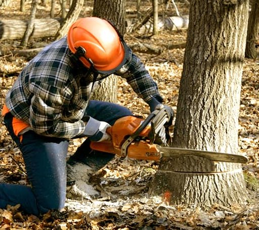 Tree Removal in Waterloo, IN
